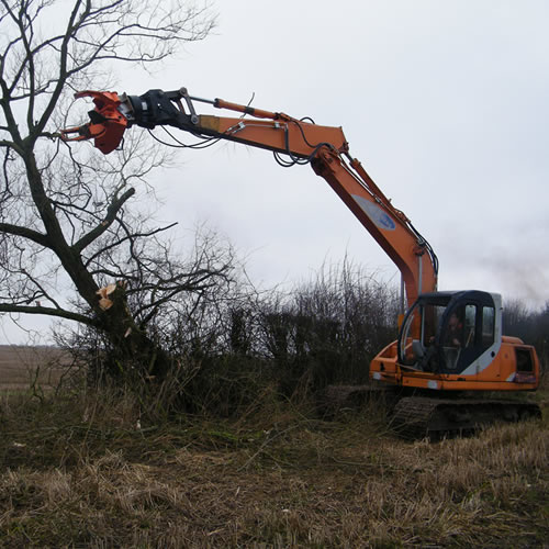 Tree Pollarding